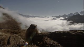 Link to Video