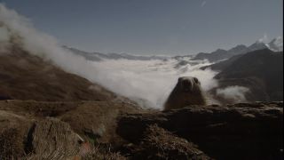 Link to Video
