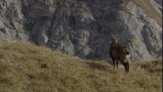 Link to Video