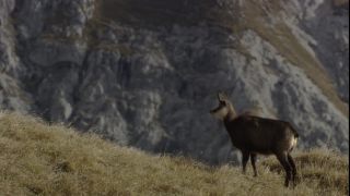 Link to Video