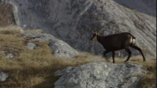 Link to Video