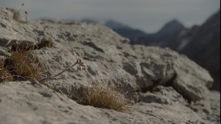 Link to Video