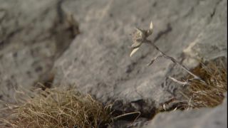 Link to Video