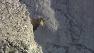 Link to Video