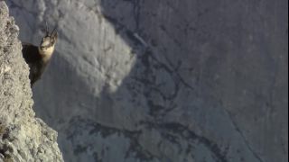 Link to Video