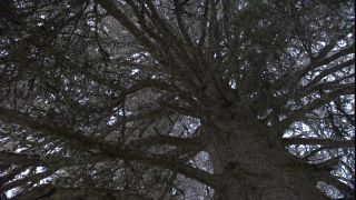 Link to Video