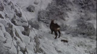 Link to Video