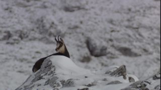 Link to Video