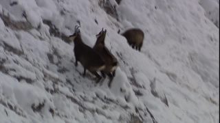 Link to Video