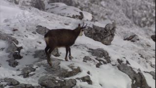 Link to Video