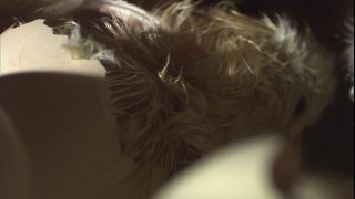 Link to Video