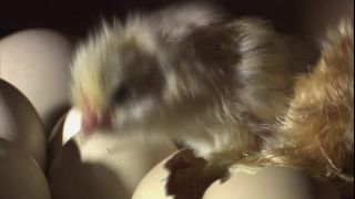 Link to Video