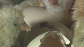 Link to Video