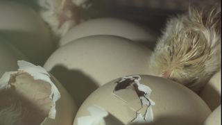 Link to Video