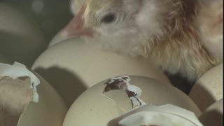 Link to Video