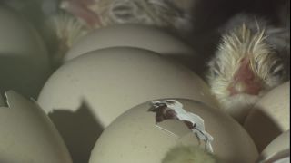 Link to Video
