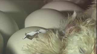 Link to Video