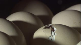 Link to Video
