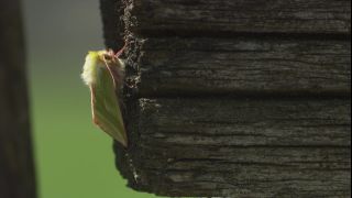 Link to Video