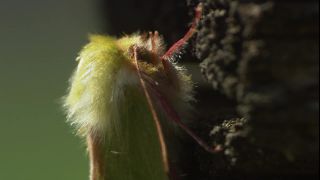 Link to Video