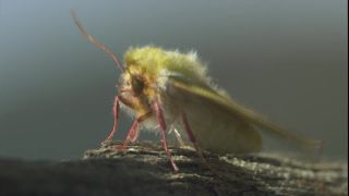 Link to Video