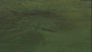 Link to Video