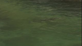 Link to Video