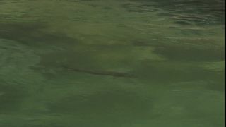 Link to Video