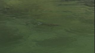 Link to Video
