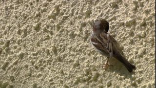 Link to Video