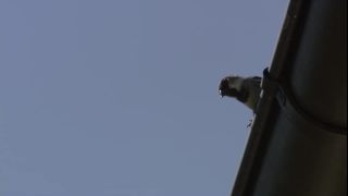 Link to Video