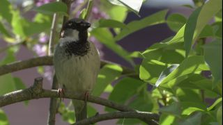Link to Video