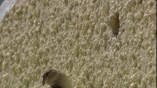Link to Video