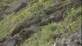 Link to Video