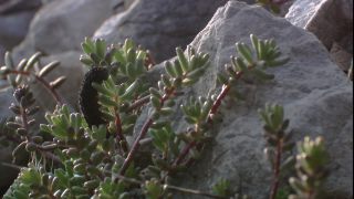 Link to Video