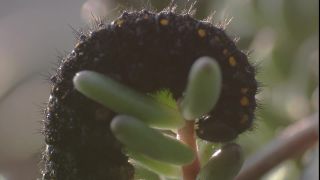 Link to Video