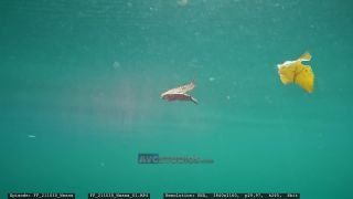 Link to Video | Slovenia