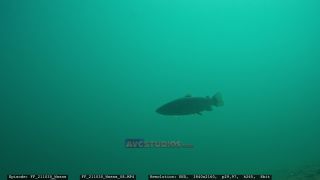 Link to Video | Slovenia