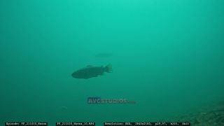 Link to Video | Slovenia