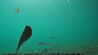 Link to Video | Slovenia