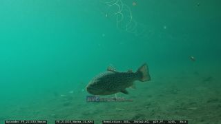 Link to Video | Slovenia