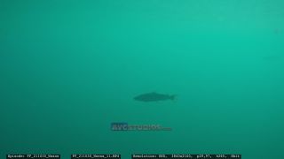 Link to Video | Slovenia