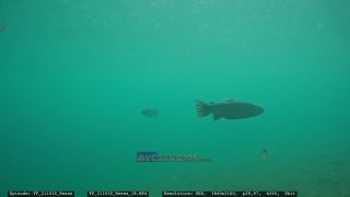 Link to Video | Slovenia