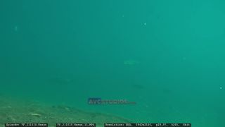 Link to Video | Slovenia