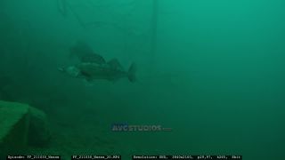 Link to Video | Slovenia