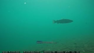 Link to Video | Slovenia