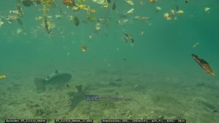 Link zum Video | Slowenien