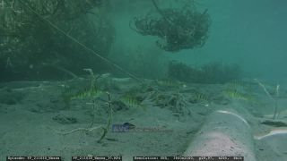 Link to Video | Slovenia