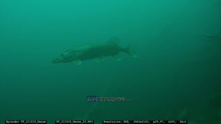 Link zum Video | Slowenien