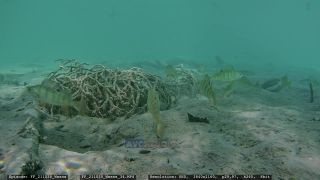 Link to Video | Slovenia